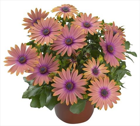 photo of flower to be used as: Pot and bedding Osteospermum Cape Daisy® Nuanza Copper Purple Improved