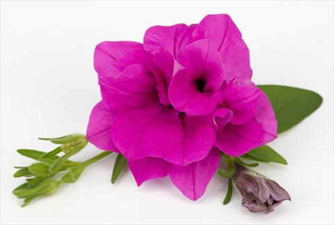 photo of flower to be used as: Pot, patio, basket Petunia Surfinia® Double Purple