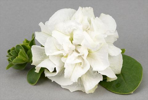photo of flower to be used as: Pot, patio, basket Petunia Surfinia® Double White