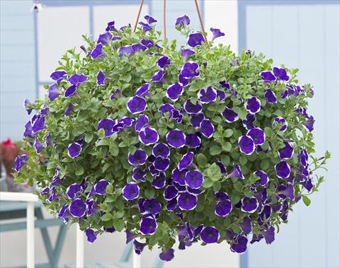 photo of flower to be used as: Pot, patio, basket Petunia Surfinia® Picotee Blue