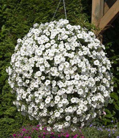 photo of flower to be used as: Pot, patio, basket Petunia Surfinia® Snow