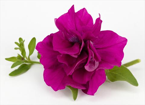 photo of flower to be used as: Pot, patio, basket Petunia Surfinia® Table Purple
