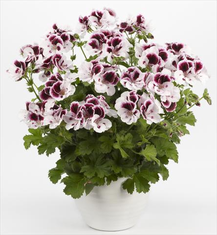 photo of flower to be used as: Patio, pot Pelargonium grandiflorum Costa Barcelona Black&White