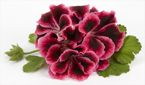 photo of flower to be used as: Patio, pot Pelargonium grandiflorum Costa Barcelona Early Rose