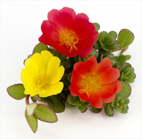 photo of flower to be used as: Pot, patio, basket Portulaca Duna® Explosive