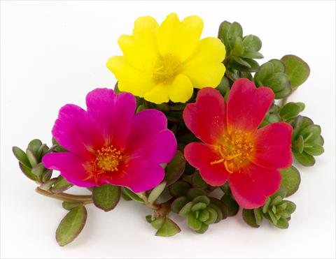 photo of flower to be used as: Pot, patio, basket Portulaca Duna® Rainbow