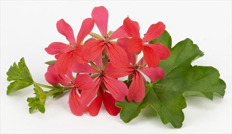 photo of flower to be used as: Pot, patio, basket Pelargonium peltatum Imperial Balcon Dark Pink