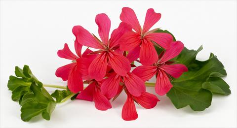 photo of flower to be used as: Pot, patio, basket Pelargonium peltatum Imperial Decora Dark Pink