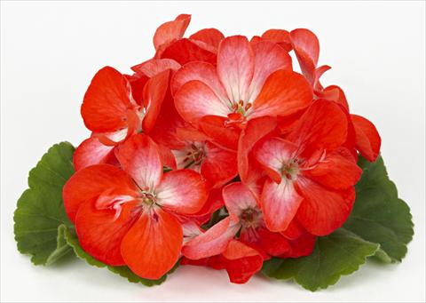 photo of flower to be used as: Patio, pot Pelargonium zonale Dark Costa Brava® Orange with Eye