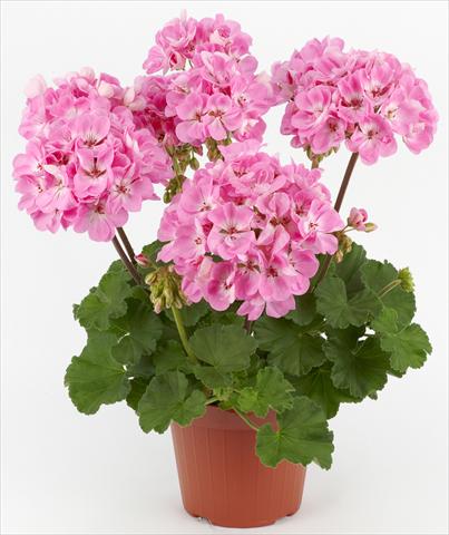photo of flower to be used as: Patio, pot Pelargonium zonale Dark Costa Brava® Pink with Eye