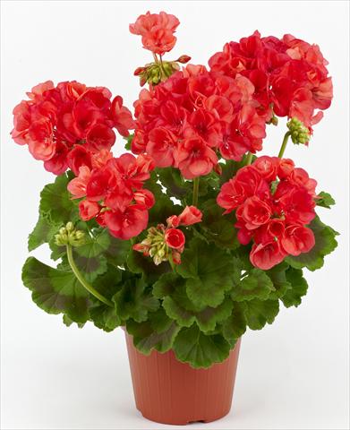 photo of flower to be used as: Patio, pot Pelargonium zonale Costa Brava® Coral