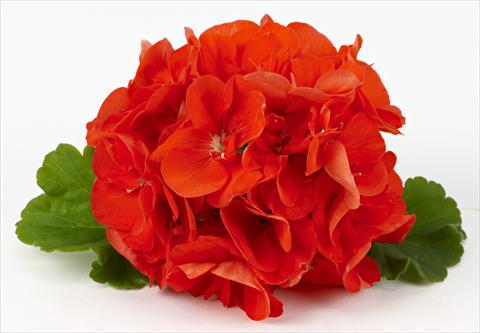 photo of flower to be used as: Patio, pot Pelargonium zonale Costa Brava® Orange
