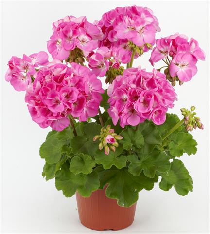 photo of flower to be used as: Patio, pot Pelargonium zonale Costa Brava® Pink with Eye