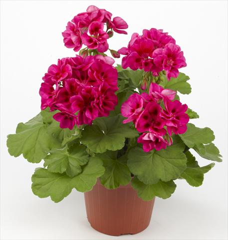 photo of flower to be used as: Patio, pot Pelargonium zonale Costa Brava® Velvet Fantasy