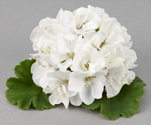 photo of flower to be used as: Patio, pot Pelargonium zonale Costa Brava® White Improved