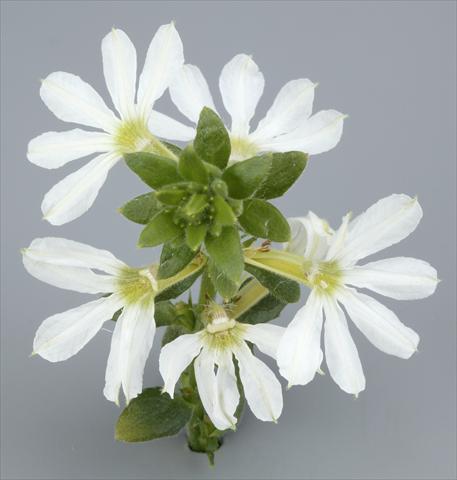 photo of flower to be used as: Pot, patio, basket Scaevola albida Surdiva® White 2011