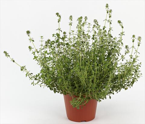 photo of flower to be used as: Pot and bedding Thymus citrodorus Ah...Roma Citronella