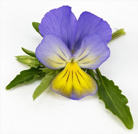 photo of flower to be used as: Pot, patio, basket Viola hybrida Friolina® Cascadiz Blue Yellow