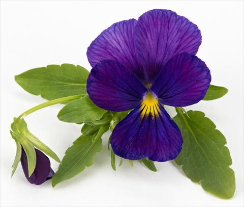 photo of flower to be used as: Pot, patio, basket Viola hybrida Friolina® Cascadiz Cobalt Blue