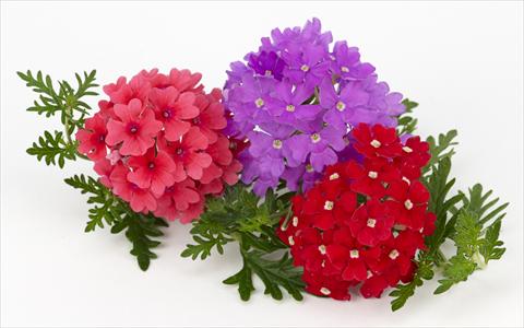 photo of flower to be used as: Pot, patio, basket Verbena Benissima® Summer Fruit