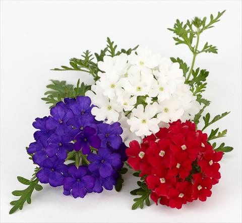 photo of flower to be used as: Pot, patio, basket Verbena Benissima® Vive La France