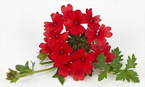 photo of flower to be used as: Pot, patio, basket Verbena Tapien® Compact Red