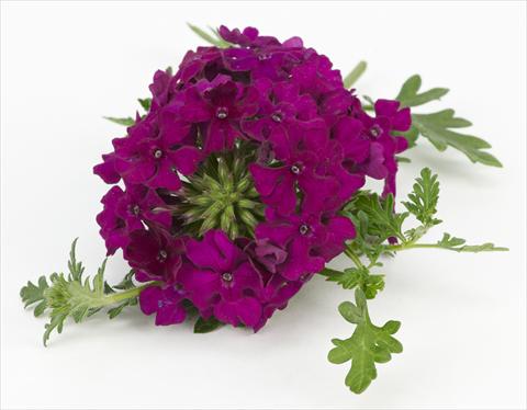 photo of flower to be used as: Pot, patio, basket Verbena Tapien® Compact Velvet