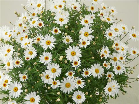 photo of flower to be used as: Pot and bedding Argyranthemum frutescens Elsa®