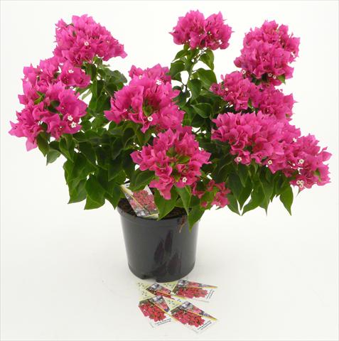 photo of flower to be used as: Pot and bedding Bougainvillea Vera Deep Purple®