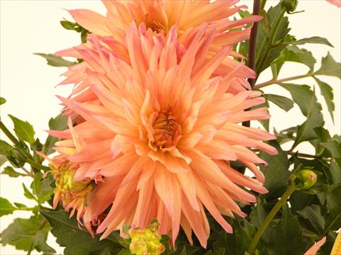 photo of flower to be used as: Pot and bedding Dahlia Aztec XXL® Benito