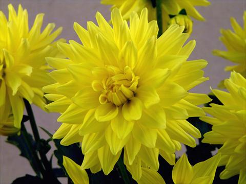 photo of flower to be used as: Pot and bedding Dahlia Aztec XXL® Durango