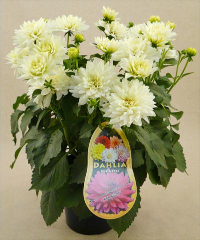 photo of flower to be used as: Pot and bedding Dahlia Aztec XXL® Mayo