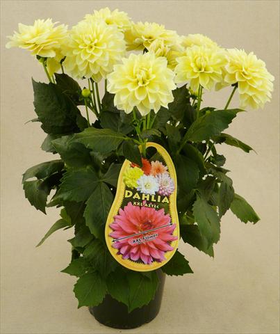 photo of flower to be used as: Pot and bedding Dahlia Aztec XXL® Playa