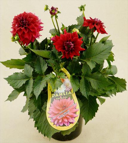 photo of flower to be used as: Pot and bedding Dahlia Aztec XXL® Royo