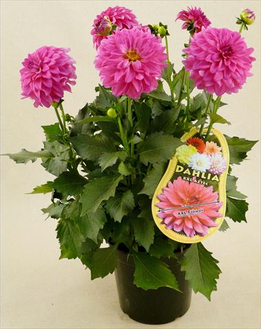 photo of flower to be used as: Pot and bedding Dahlia Aztec XXL® Sonora
