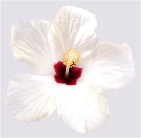 photo of flower to be used as: Pot and bedding Hibiscus rosa-sinensis Cairo White