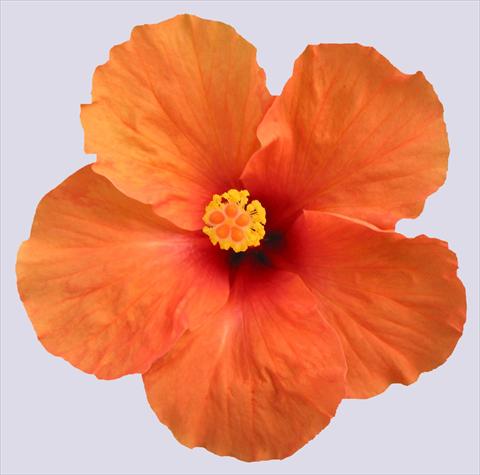 photo of flower to be used as: Pot and bedding Hibiscus rosa-sinensis Hanne
