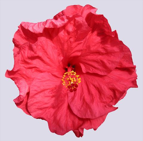 photo of flower to be used as: Pot and bedding Hibiscus rosa-sinensis Helene