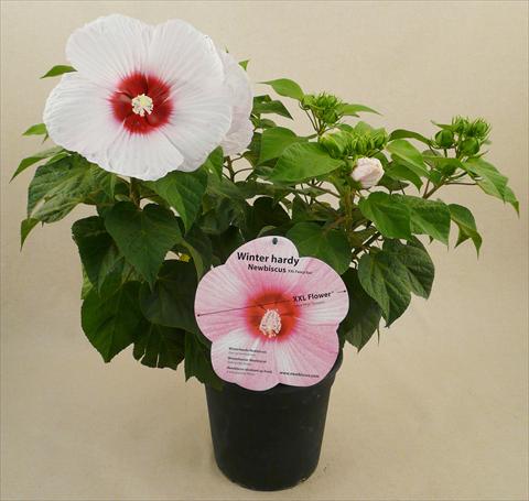 photo of flower to be used as: Pot and bedding Hibiscus moscheutos Newbiscus® Eye Catcher