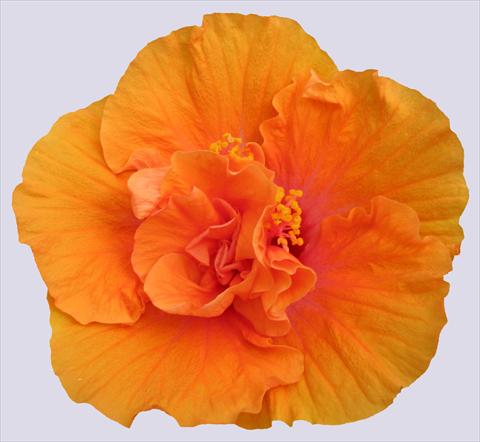 photo of flower to be used as: Pot and bedding Hibiscus rosa-sinensis Ohana® Arancio Doppio