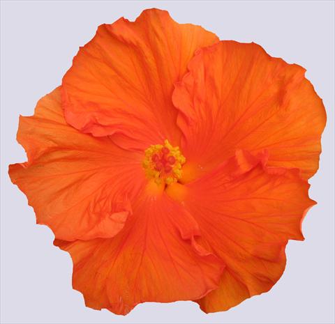 photo of flower to be used as: Pot and bedding Hibiscus rosa-sinensis Ohana® Arancio