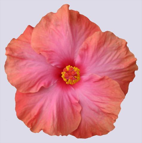 photo of flower to be used as: Pot and bedding Hibiscus rosa-sinensis Ohana® Salmone