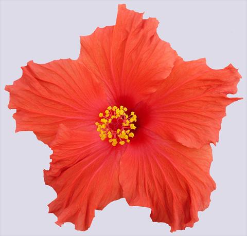 photo of flower to be used as: Pot and bedding Hibiscus rosa-sinensis Paramaribo