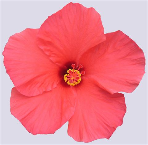 photo of flower to be used as: Pot and bedding Hibiscus rosa-sinensis Rosaly