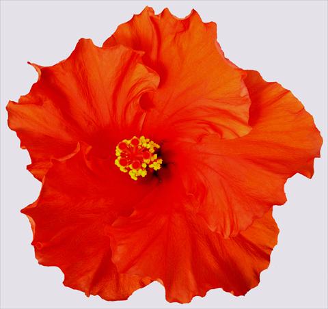 photo of flower to be used as: Pot and bedding Hibiscus rosa-sinensis Sunny Cities® Marseille