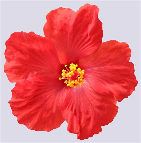 photo of flower to be used as: Pot and bedding Hibiscus rosa-sinensis Sunny Cities® Porto