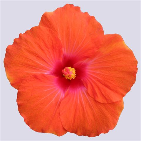 photo of flower to be used as: Pot and bedding Hibiscus rosa-sinensis Trade Winds Calypso® Orange