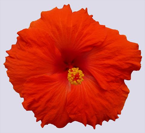 photo of flower to be used as: Pot and bedding Hibiscus rosa-sinensis Trade Winds Calypso® Red