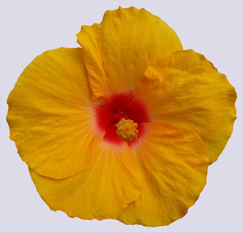 photo of flower to be used as: Pot and bedding Hibiscus rosa-sinensis Trade Winds Calypso® Yellow