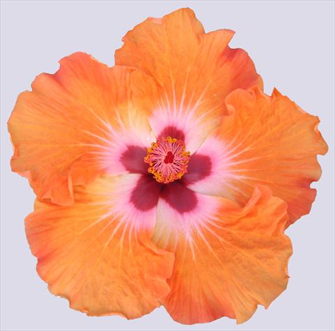 photo of flower to be used as: Pot and bedding Hibiscus rosa-sinensis Trade Winds Casa Grande® Orange